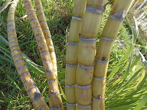 Yellow Sugar Cane Trees Fresh Sugar Cane Tree Growth In The Field