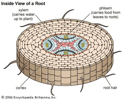 BIOLOGY: The Root