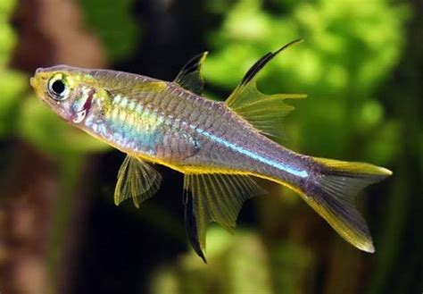 7 Ikan Air Tawar Endemik Asal Sulawesi Yang Eksotis Nakama Aquatics