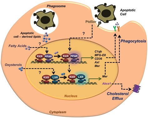 Activation Of Nuclear Receptors In Phagocytes During Apoptotic Cell