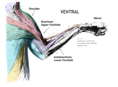 Cat Muscles Ventral Superficial Shoulder Diagram Quizlet