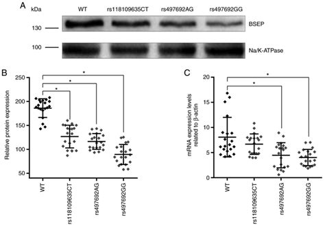 Functional Analysis Of The Correlation Between ABCB11 Gene Mutation And