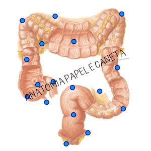 Jogos De Anatomia Humana Abdome Anatomia Papel E Caneta