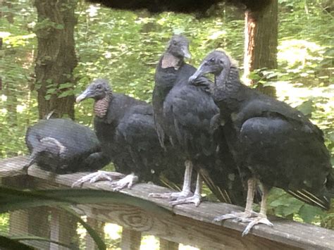 Gray Vulture Project Noah