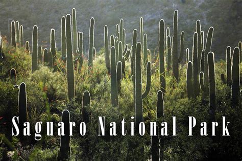 Saguaro National Park – a magical trip | DinoAnimals.com