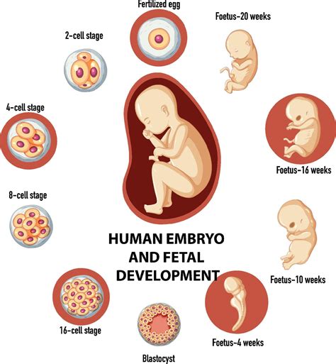 Desenvolvimento Embrionário Humano E Fertilização Em Infográfico Humano