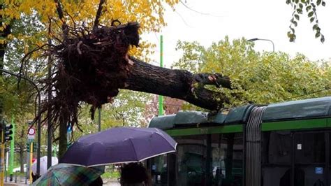 Albero Caduto Oggi Su Tram Linea Milano Foto