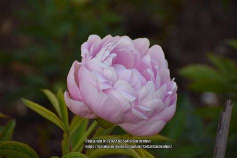 Chinese Peony Paeonia Lactifora Mrs Franklin D Roosevelt In The