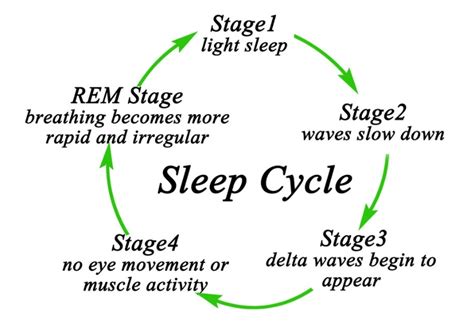 The Five Sleep Cycle Stages Explained – Chronobiology.com