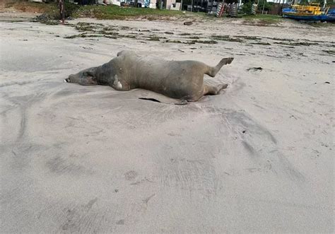 Boi é encontrado morto na Pajuçara e populares flagram jacaré na Ponta