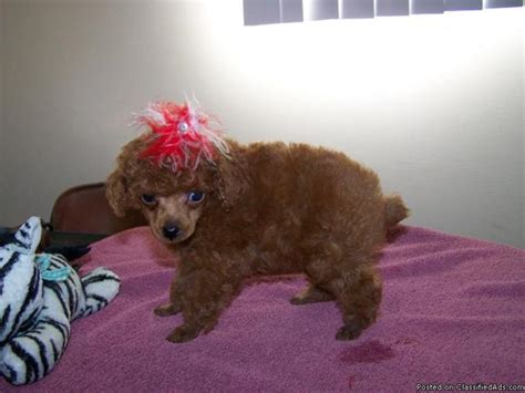 DARK RED TINY TOY POODLES AKC For Sale In Bakersfield California