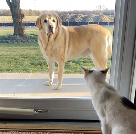 Ce beau chien adopte cet adorable chaton sans abri et le protège Le