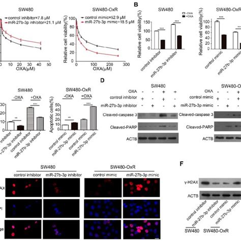 Mir 27b 3p Reverses The Chemoresistance Of Colorectal Cancer Cells A