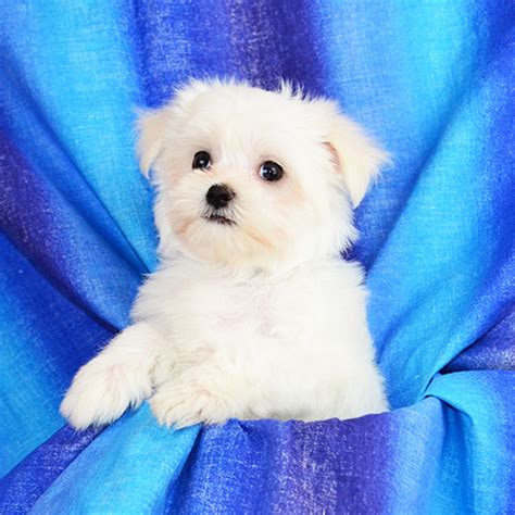 Male Maltese Puppies For Sale | Fancy Pups