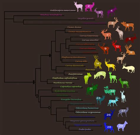 Deer Phylogeny By Lizrdlvr On DeviantArt