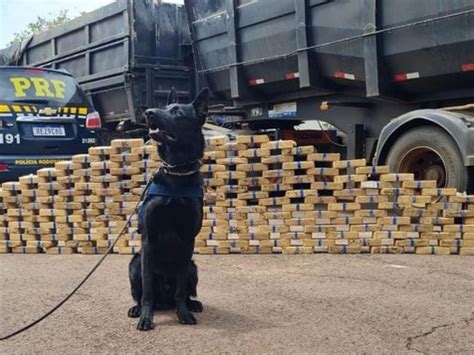 Ajuda De Farejadores Pol Cia Apreende Carga De Coca Na Avaliada Em