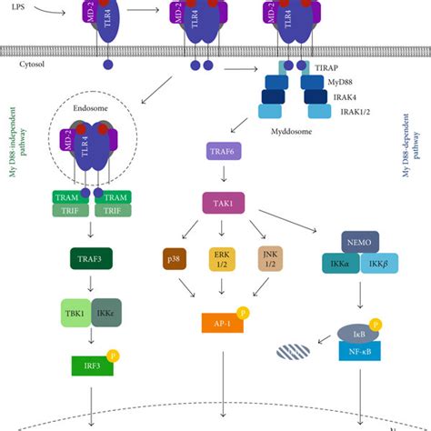 Structure Of Tlr Md Ectodomains In A Heterotetrameric Form As Seen