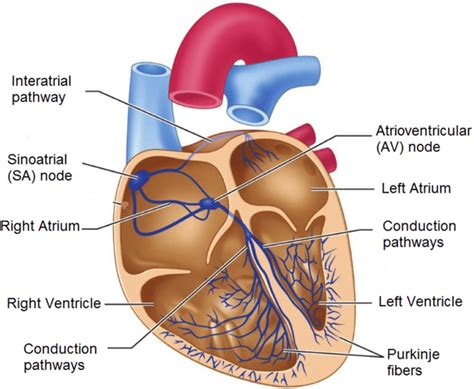 Diagram Of The Electrical Conduction Systems In The Heart Image