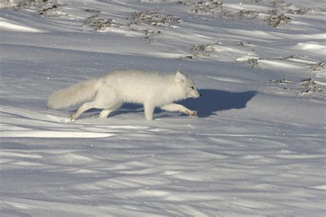 Tundra Biome: Interesting Info About its Plants and Animals