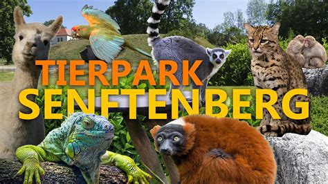 Tierpark Senftenberg Ein überraschender kleiner Tierpark YouTube