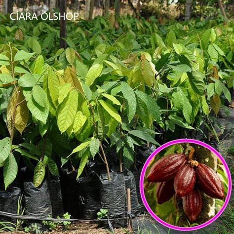 Benih Buah Coklat Kakao Lazada Indonesia