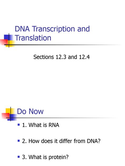 Dna Transcription And Translation Gelncoe Download Free Pdf Translation Biology Rna