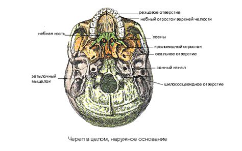 Основание черепа