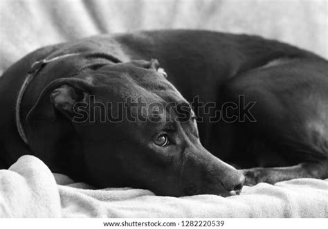 Portrait Black Dog Stock Photo 1282220539 Shutterstock