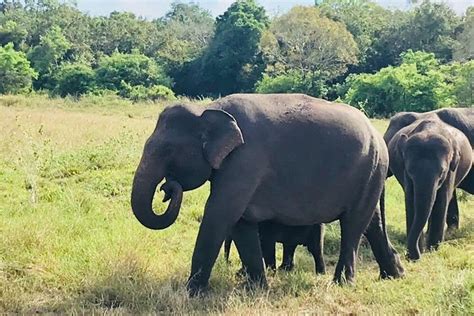 Safari Tour At Minneriya National Park: Triphobo