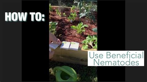 How To Use Beneficial Nematodes In Your Garden Youtube