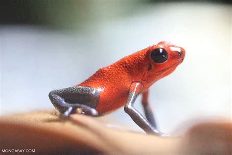 Almirante Strawberry Poison Arrow Frog Oophaga Pumilio