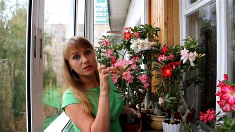 Адениум: обильно цветет адениум из семян. Красивые цветы дома на ...