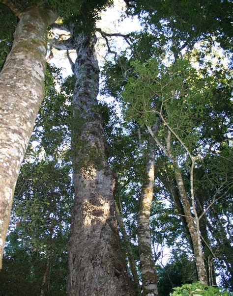 South Africa protects its national trees – The Gremlin | Knysna News