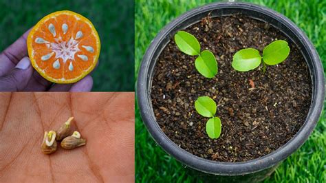 Grow Orange Seed Fast And Easy Way How To Grow Orange Plant From