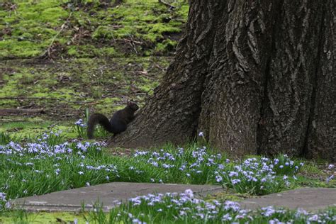 Mt Auburn Cemetery TH Apr 14 2022 Flickr