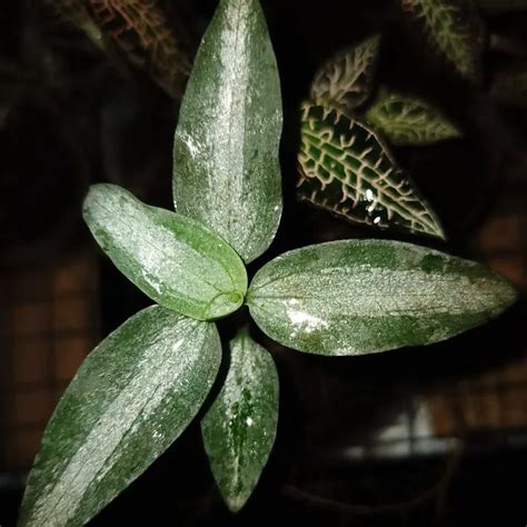 Jewel Orchid Goodyera Hijau Rudigasian Anggrek Permata Cocok Untuk