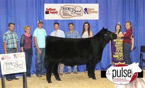 National Junior Maine Anjou Show MaineTainer Females Sullivan