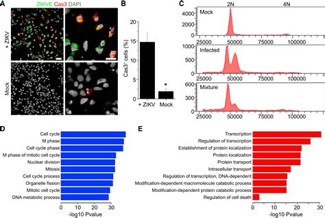 Zika Virus Infects Human Cortical Neural Progenitors And Attenuates