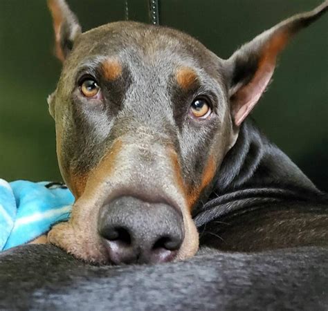 15 Funny Doberman Pinschers That Youll Happy To See Page 3 Of 5