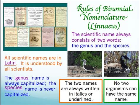 Meaning Of Binomial Nomenclature