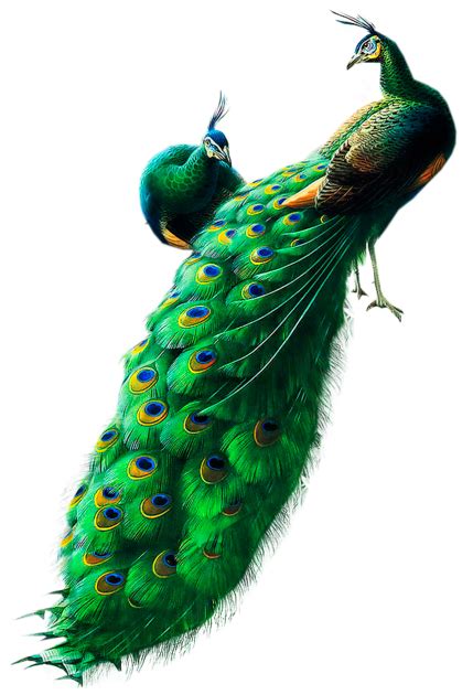 Peacock Png