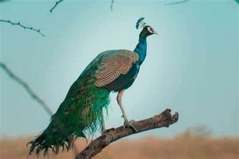 List Of 11 Amazing Animals With Feathers With Pictures