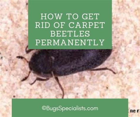 Do Carpet Beetles Bite Uk Home Alqu