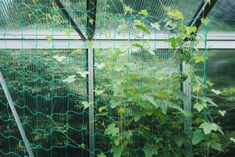 Premium Photo | Cucumbers in a greenhouse