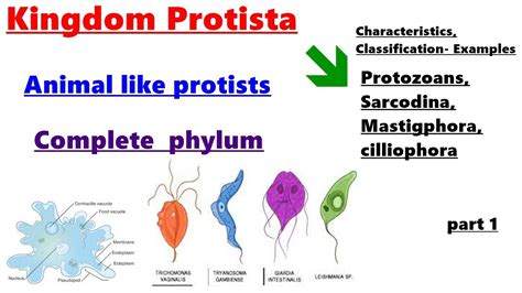 Protista Examples