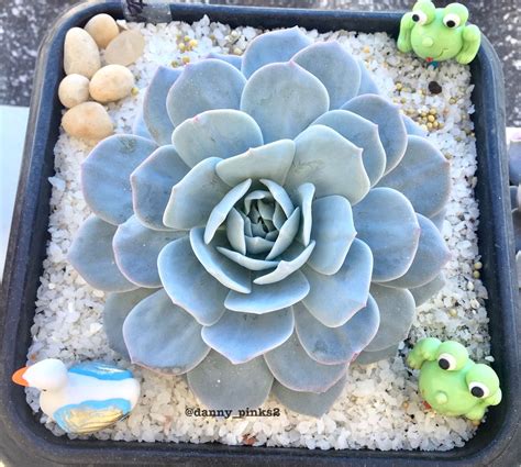 Echeveria Caly Argentea Echeveria Plants Cactus Plants Succulents