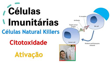 Celulas da imunidade Inata Células NK Aula 06 Curso de Imunologia