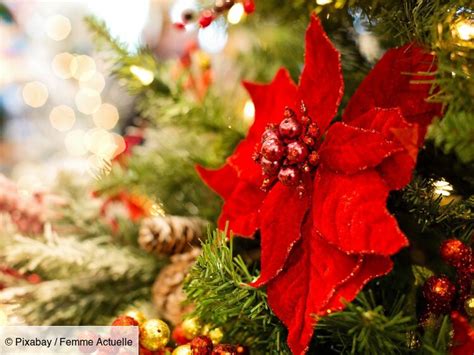 Comment Bien Entretenir Son Poinsettia Ou étoile De Noël Femme