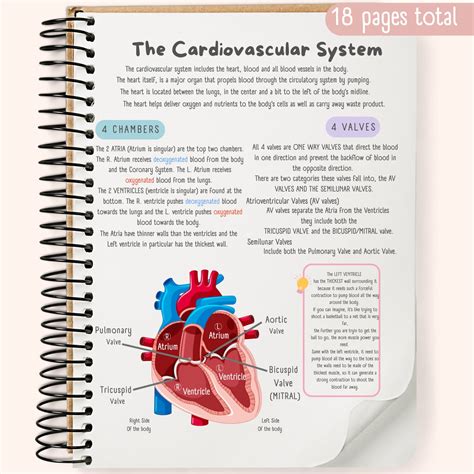 The Cardiovascular System Study Guide Etsy