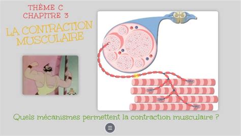 Chap 3 Contraction Musculaire